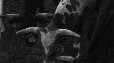 Bulls at the Rodeo Photo